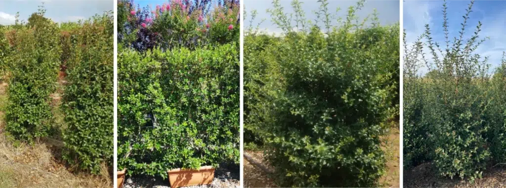 Différentes formes d'osmanthe de Burkwood taillé en haie