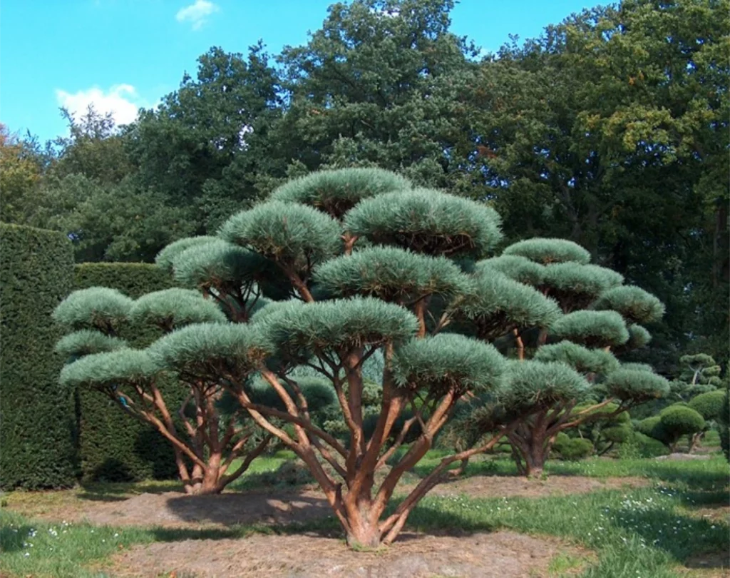 Pinus sylvestris Waterii