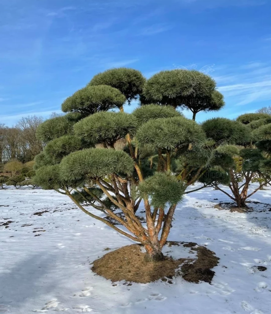 Pinus sylvestris Watererii en forme bonsai