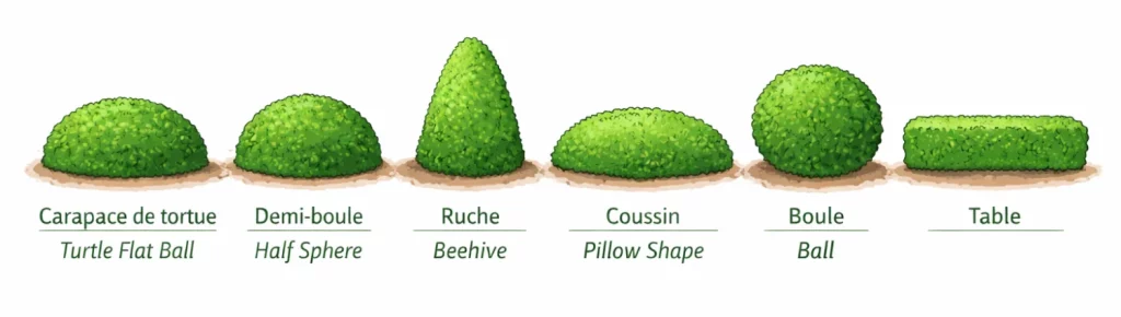 Schema des différentes formes de végétaux taillés en topiaire
