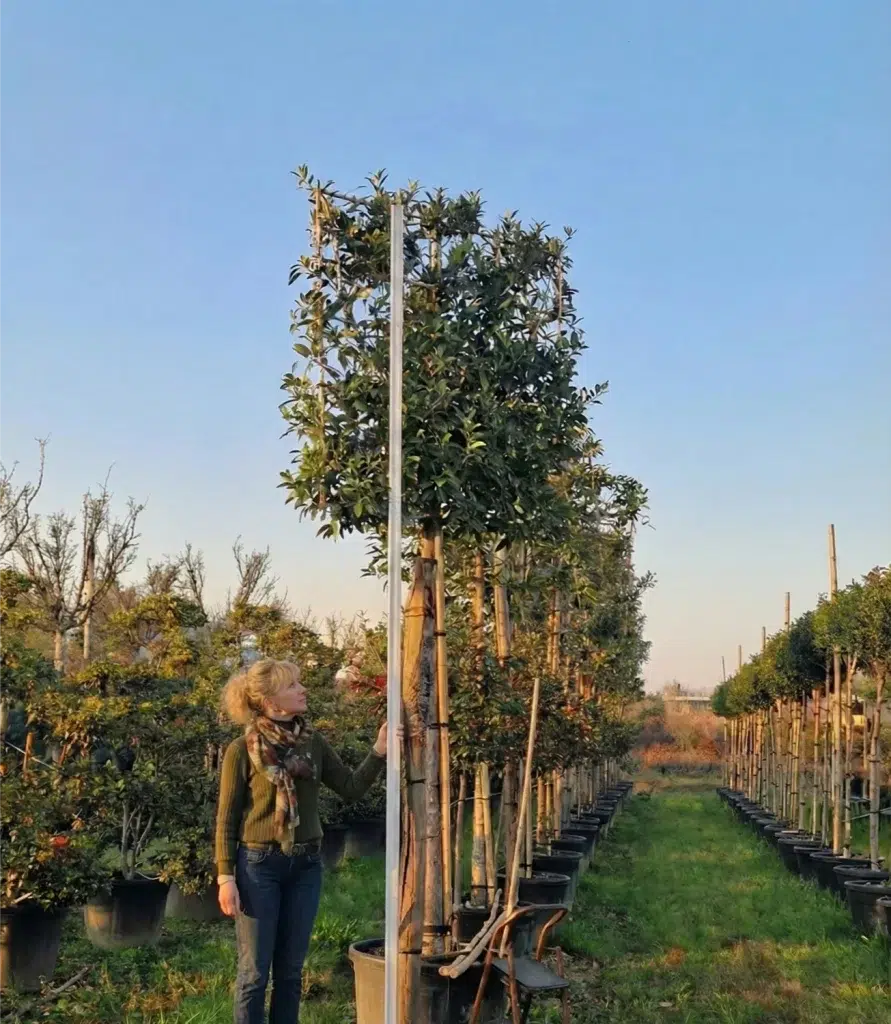 Sophie Revil près d'un osmanthus x Burkoodii sur tige en espalier
