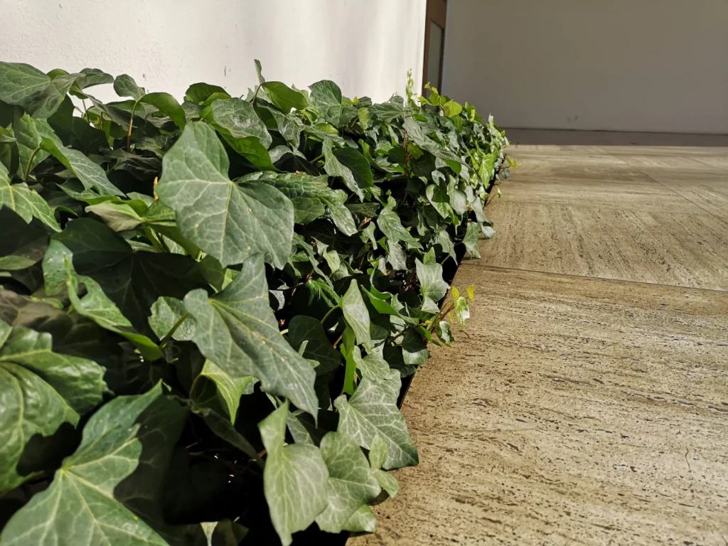 Bordure de Hedera helix