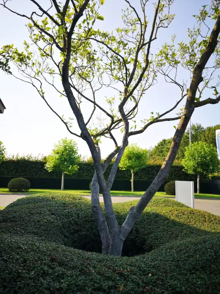 Un Magnolia mis en valeur par un Cloud hedge d'osmanthus