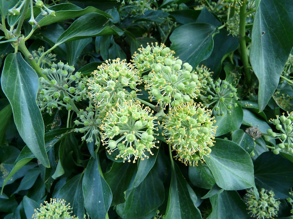 Hedera colchica ‘Arborescens’ ou lierre de Caucase en fleur