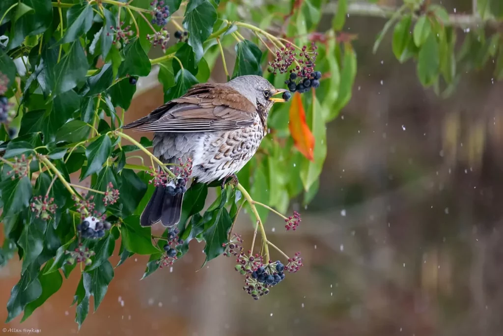 Une grive se nourrissant de baies du lierre de colchide en hiver