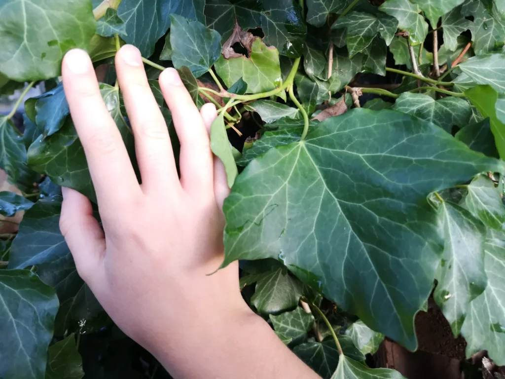 Lierre à grosses feuilles – Hedera helix ‘Hibernica’