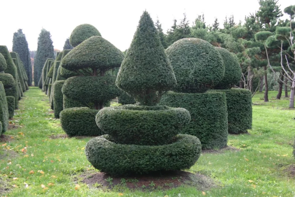 If taillé en topiaire de différentes formes