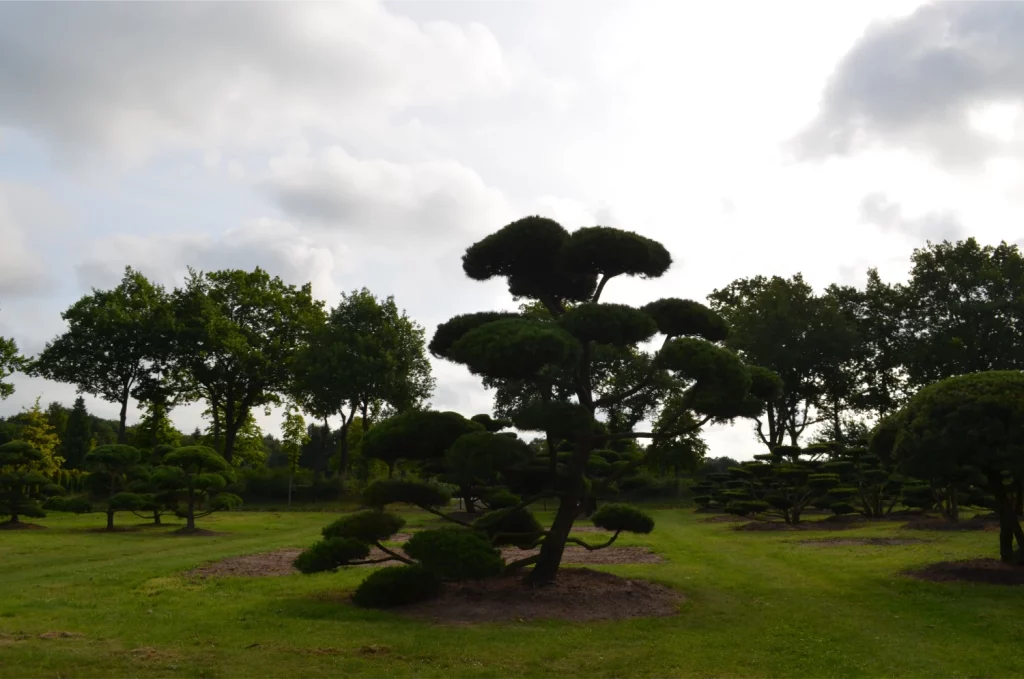 Grand pin taillé en niwaki