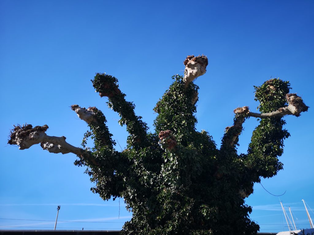 Platane (Platanus x Acericifolia) cohabitant avec le lierre hedera helix