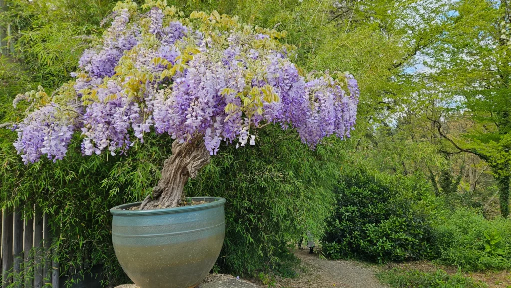 Glycine (Wisteria sinensis) forme bonsaï en pot