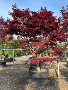 Un Acer palmatum 'Atropurpureum' en pot