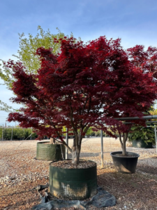 Un Acer palmatum 'Bloodgood' en culture en pot