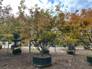 Un Acer palmatum 'Corallinum' en culture air pot
