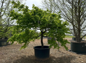 Un Acer palmatum sur quart de tige en culture