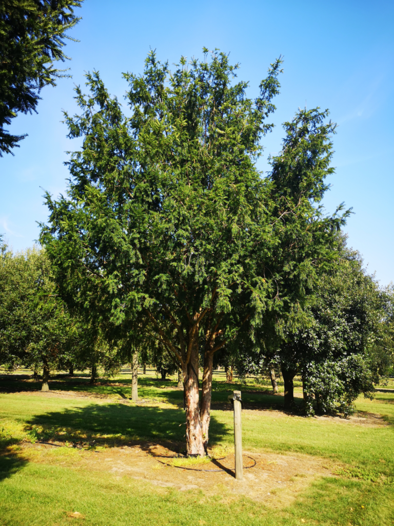 Un Taxus baccata en culture