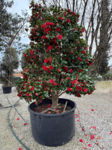 Un Camélia du Japon forme bonsaï