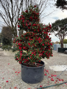 Camellia japonica cultivé en pot forme Bonsaï