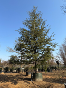 Un Cedrus libanii de 8 mètres, sujet d'exception