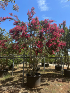 Un lilas des Indes de 5 mètres aux fleurs Fuschia