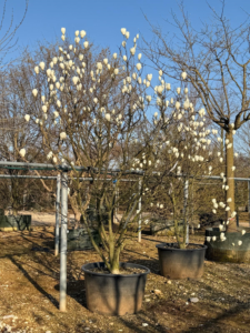 Un Magnolia Yulan en fleurs cultivé en pépinière