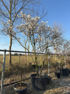 Un magnolia stellata de 380 cm cultivé en pépinière