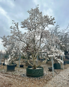 Un Magnolia de Loebner 'Merrill' de 6 mètres sourcé par PLANTiDEAL