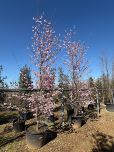 Un Prunus Accolade en fleurs
