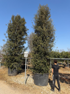 Un Quercus ilex de 6 mètres sourcé par PLANTiDEAL