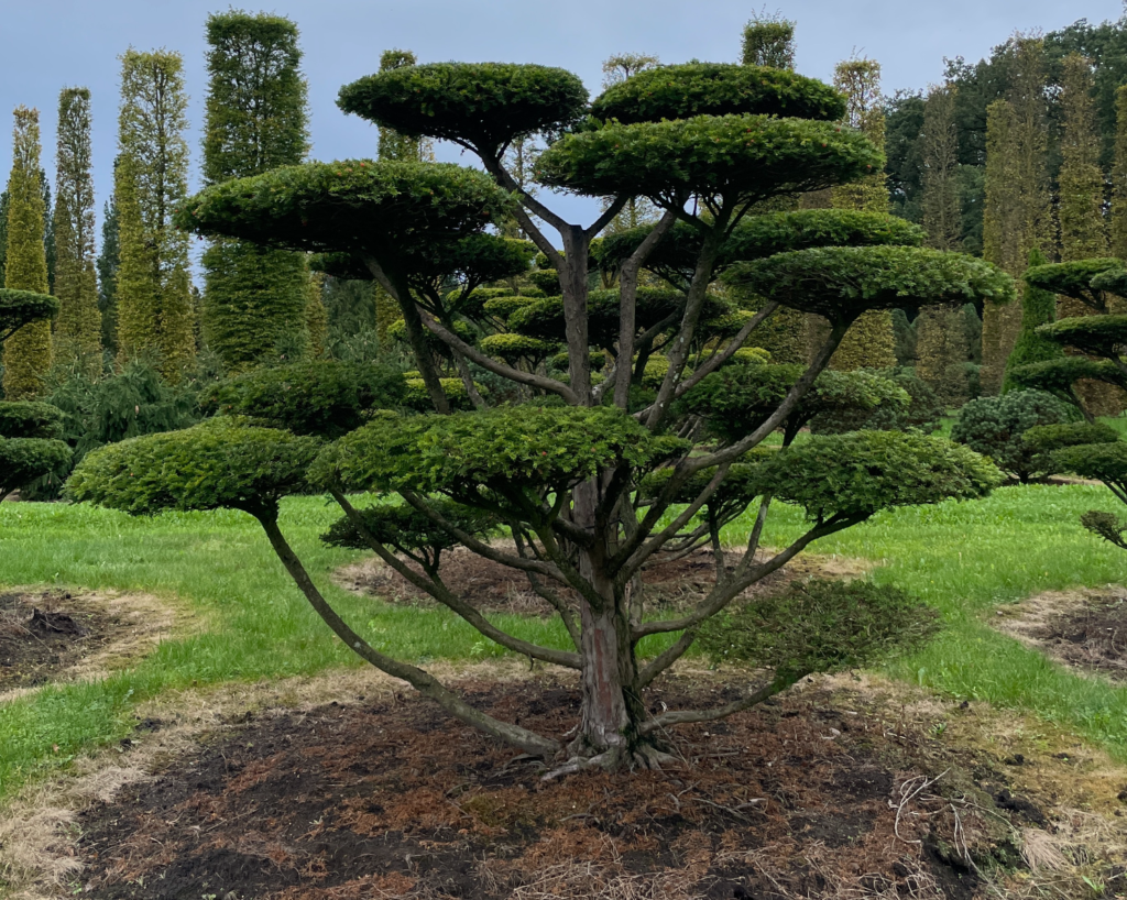 Un Taxus baccata en boonsai XXL Niwaki