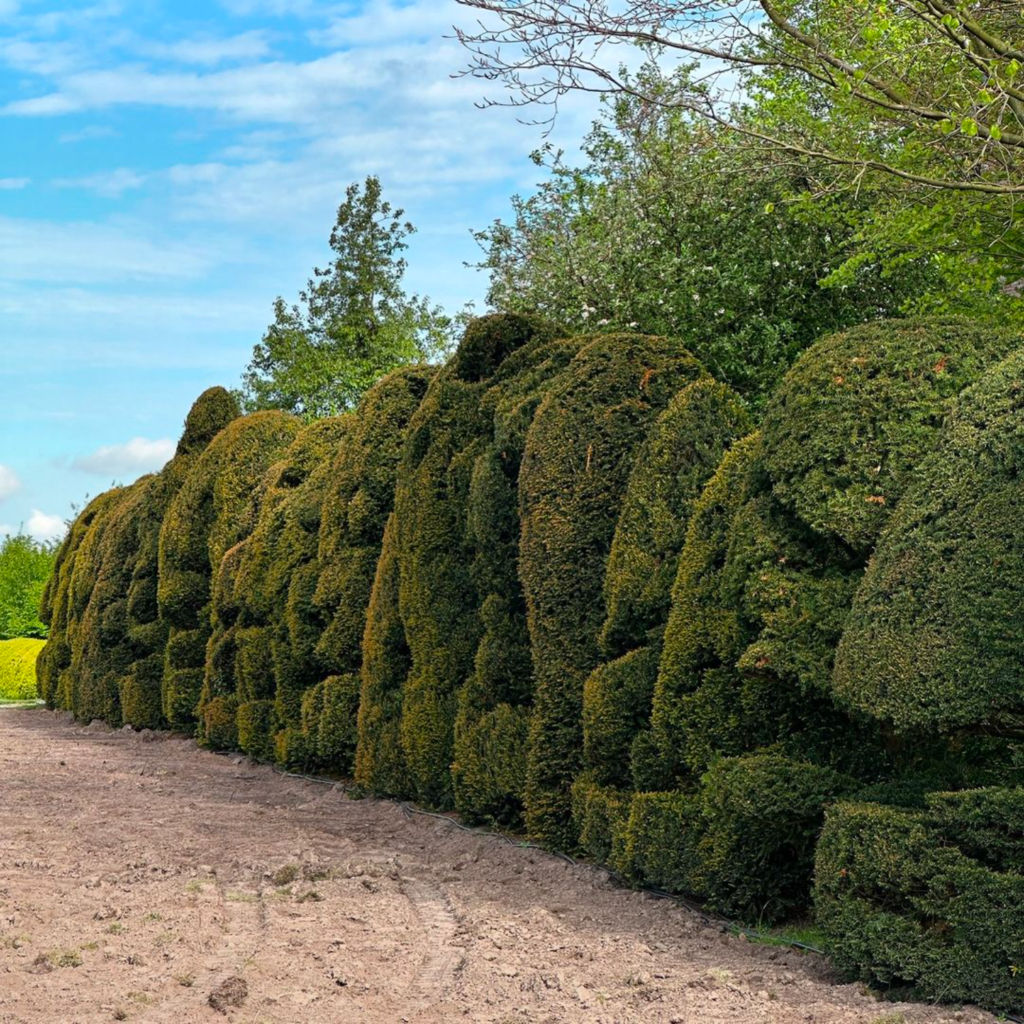 Des taxus baccata en haie organique