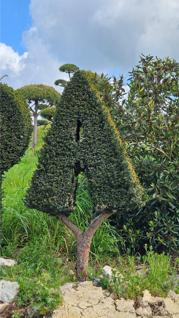 Un if commun original taillé en A