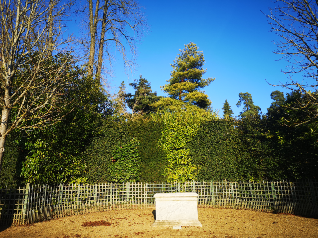 Taxus baccata en haie dans les jardins de Versailles