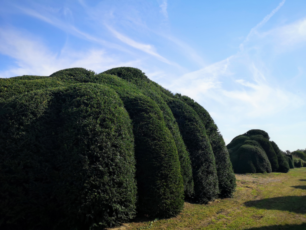 Cloud hedge ou haie organique en nuage