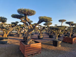 Olivier bonsai forme Plateau avec un tronc torsadé