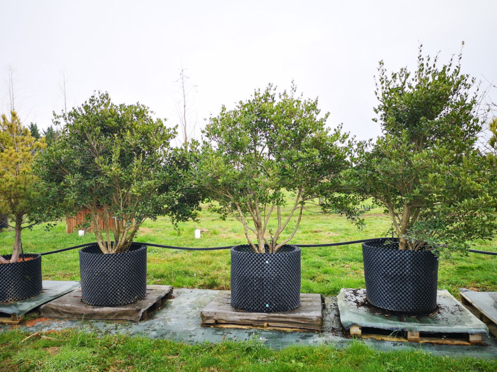 Des osmanthus en cépée remontée cultivés en Airpot