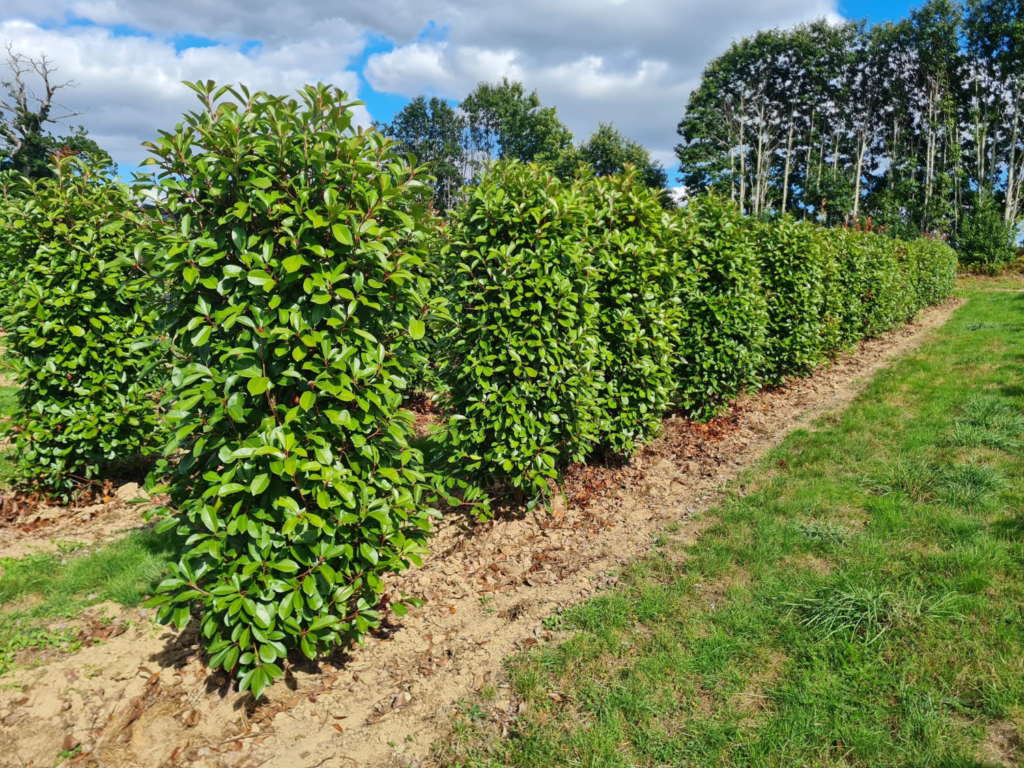 Un alignement de photinia en haie toute prête