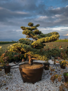 Pin blanc du Japon taillé en Niwaki et cultivé en pot