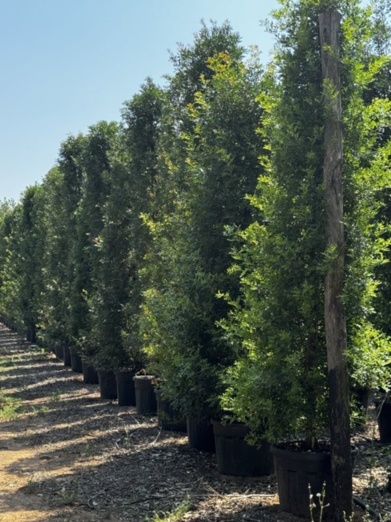 Des Pistacia lentiscus cultivés en pot