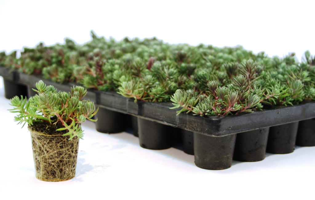 Sedum en mini motte