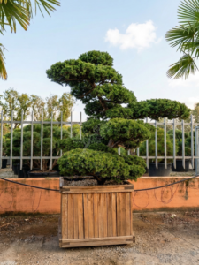 Un Taxus baccata taillé en bonsaï XXL