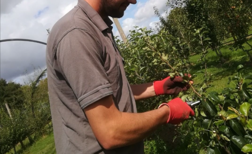 Un homme taille un arbuste dans le jardin