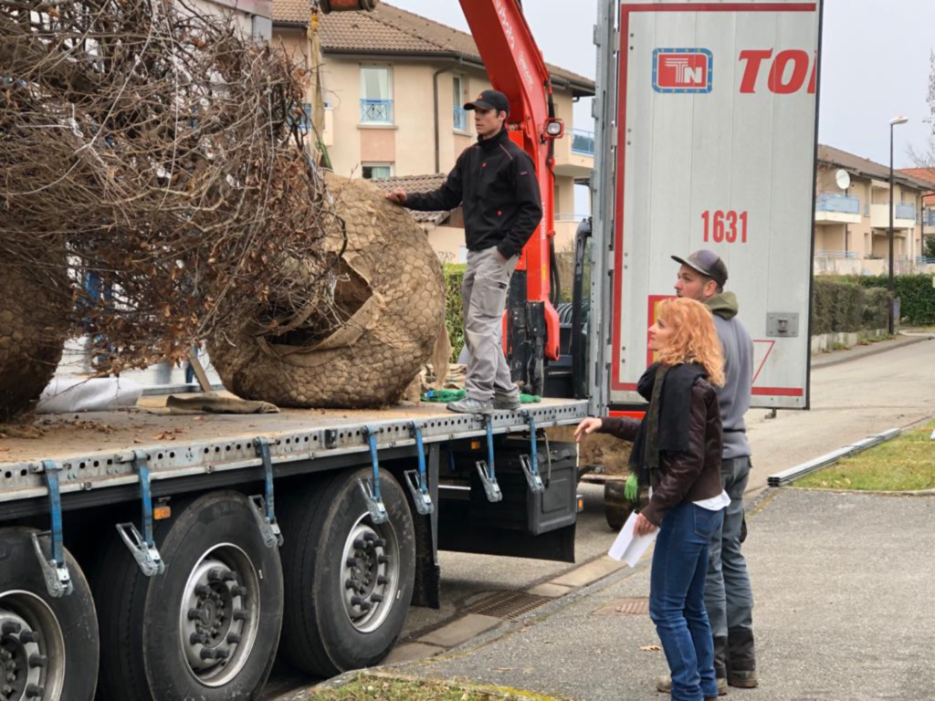 Arrivage d'arbres en motte livrés par camion