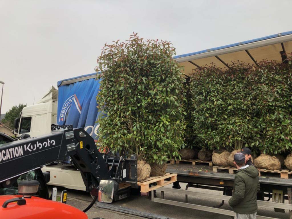 Déchargement de haies toutes prêtes d'un camion avec une chargeuse