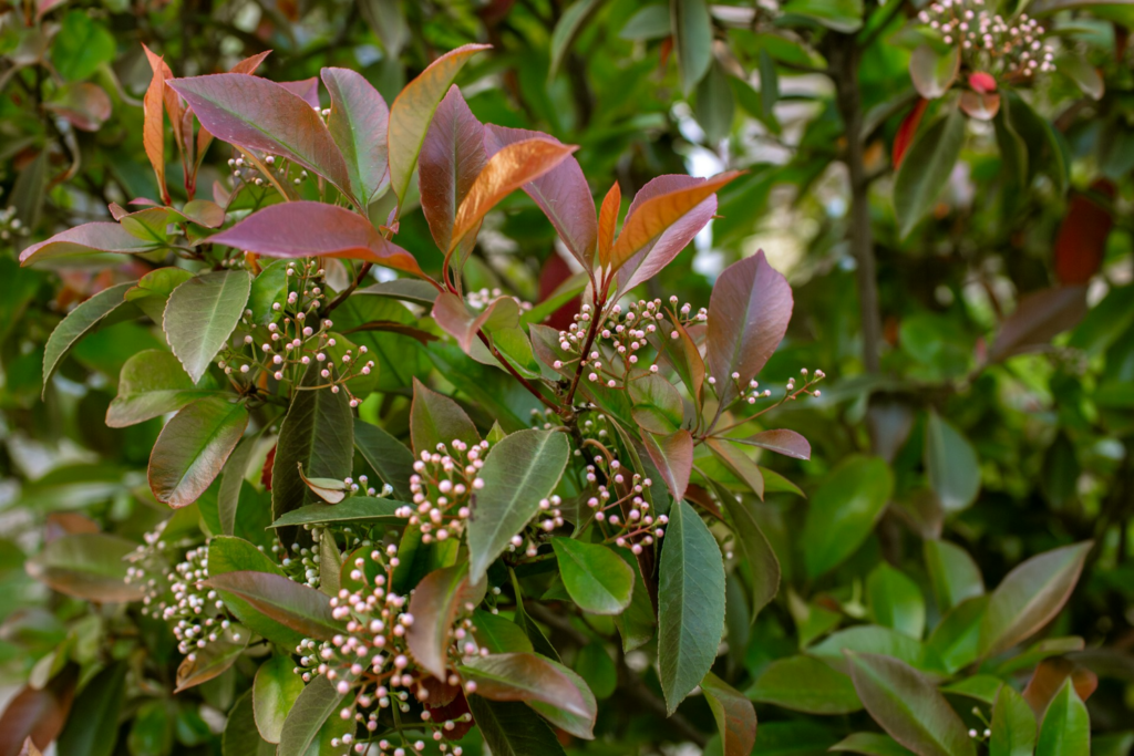 Feuilles d'un photinia x fraserii rougissants